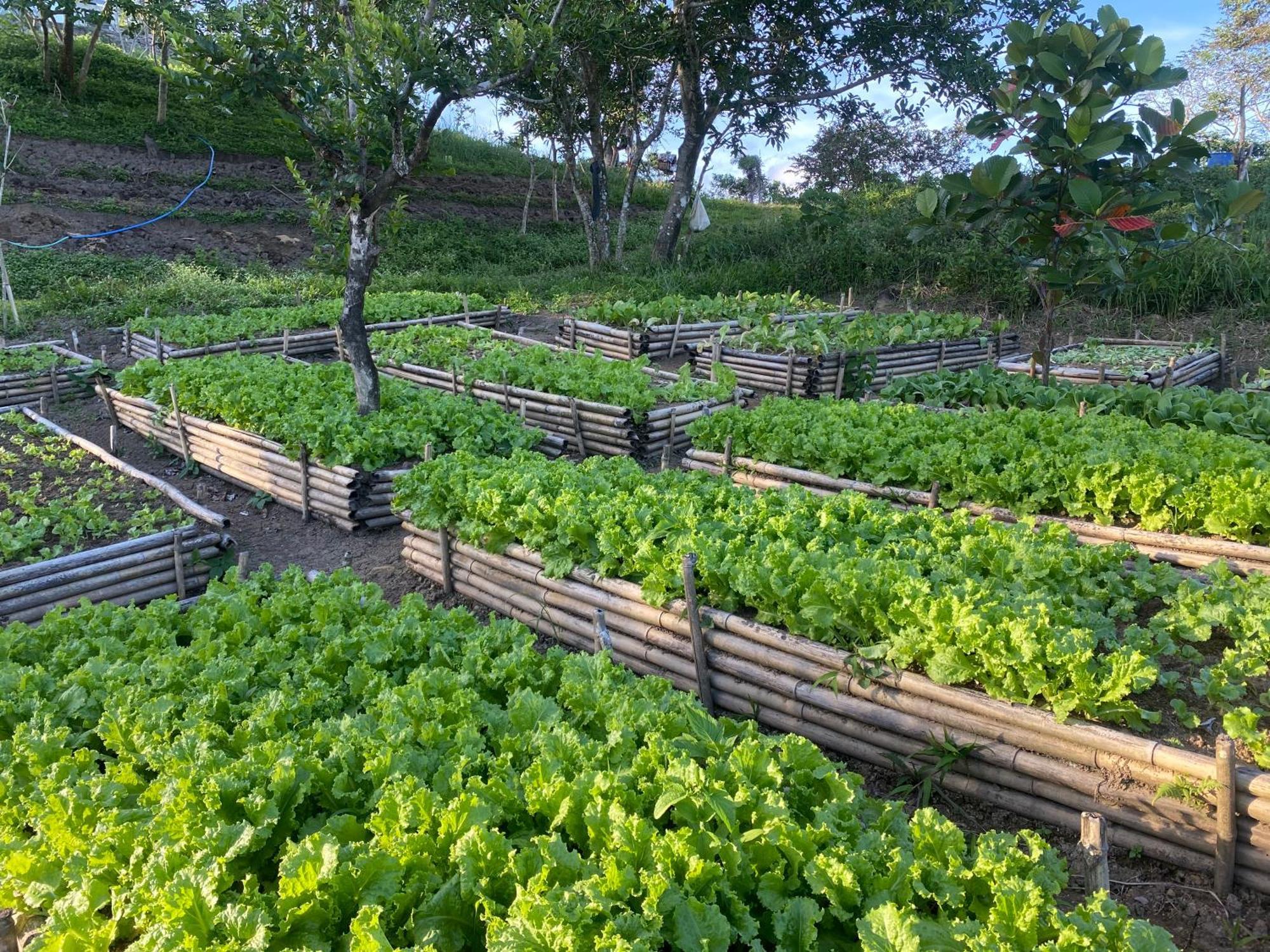 The Apiary Mountain Camp And Farm Farm stay Tanay